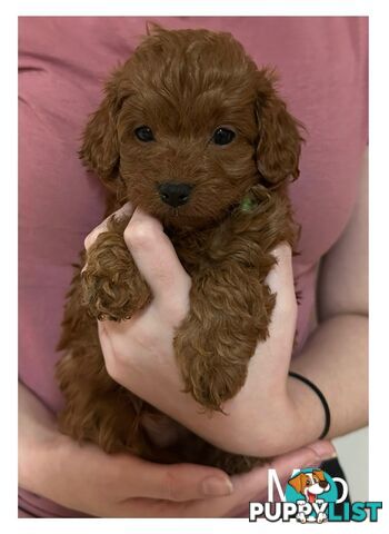 ✨ Cavoodle Puppies Ready for Their Forever Homes ✨