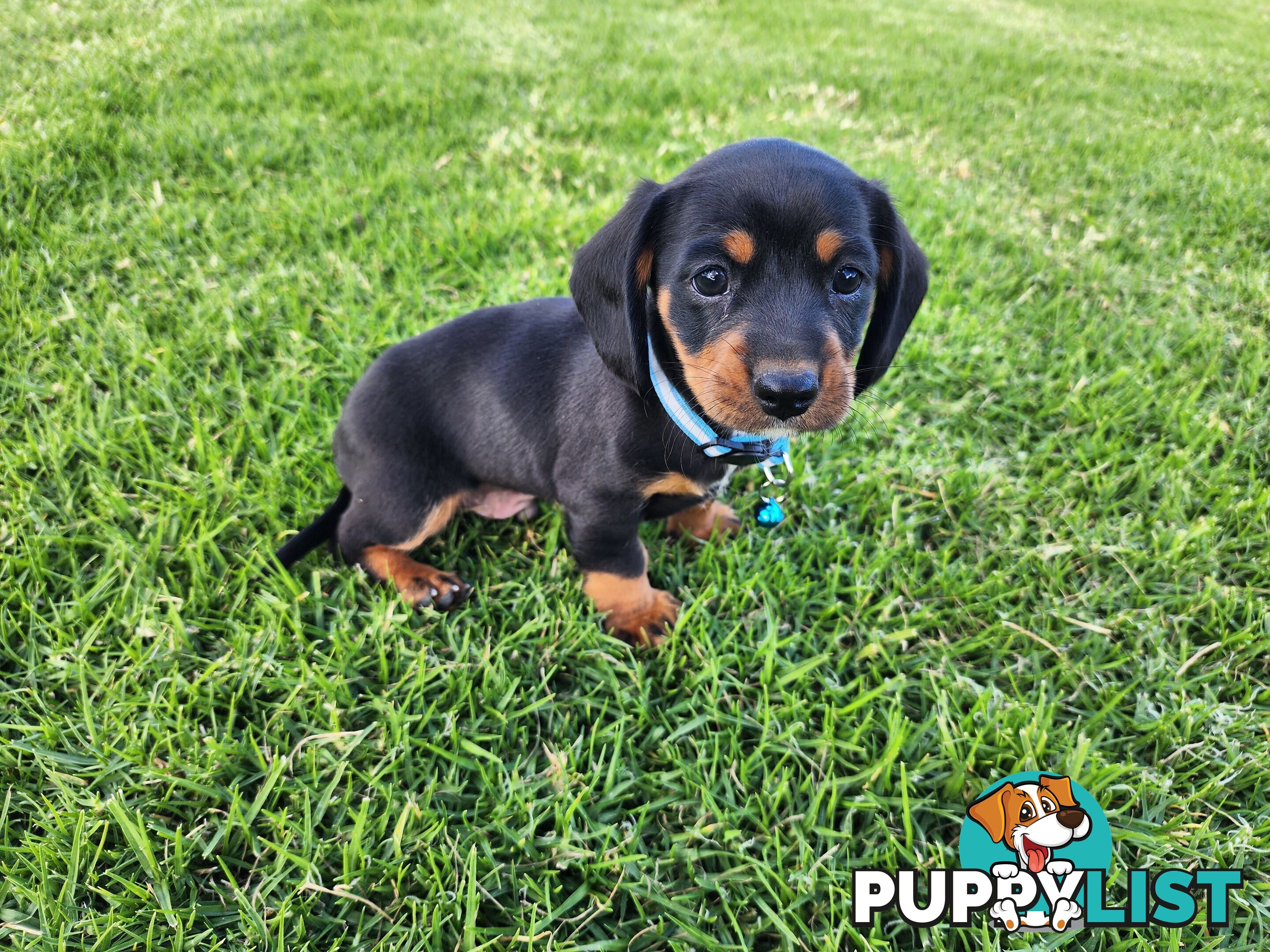 Dachshund X Cavalier puppies