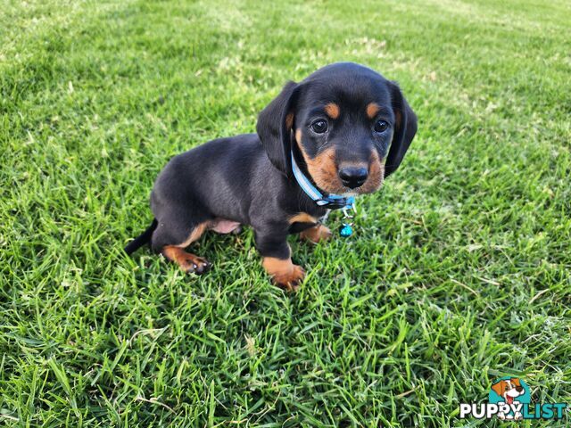 Dachshund X Cavalier puppies