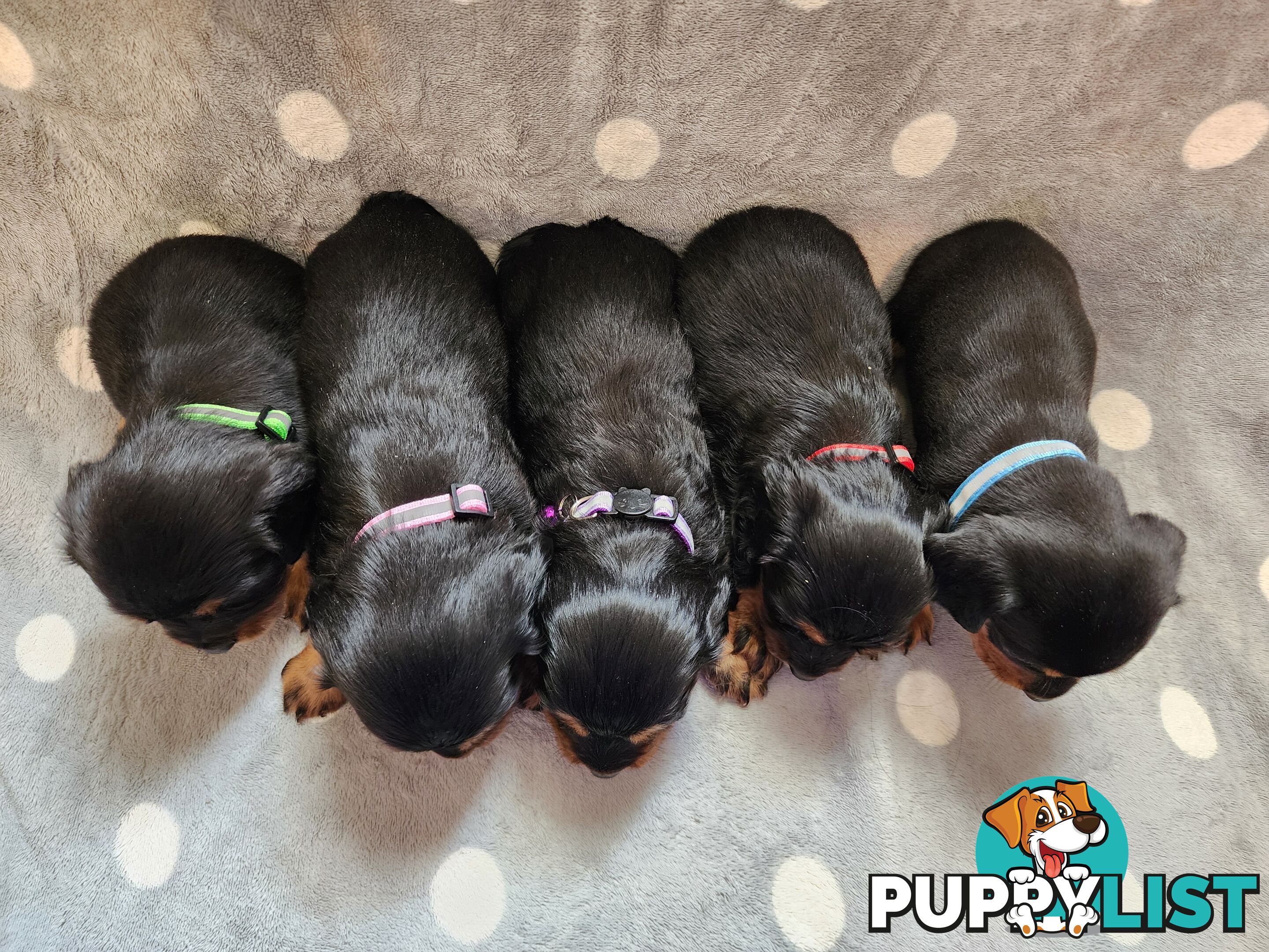 Dachshund X Cavalier puppies