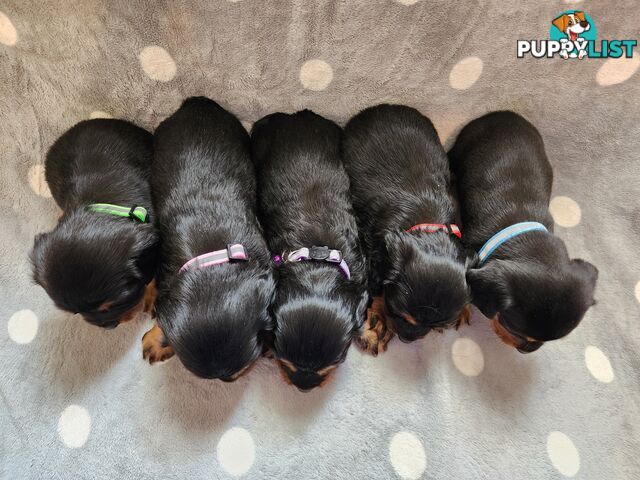 Dachshund X Cavalier puppies