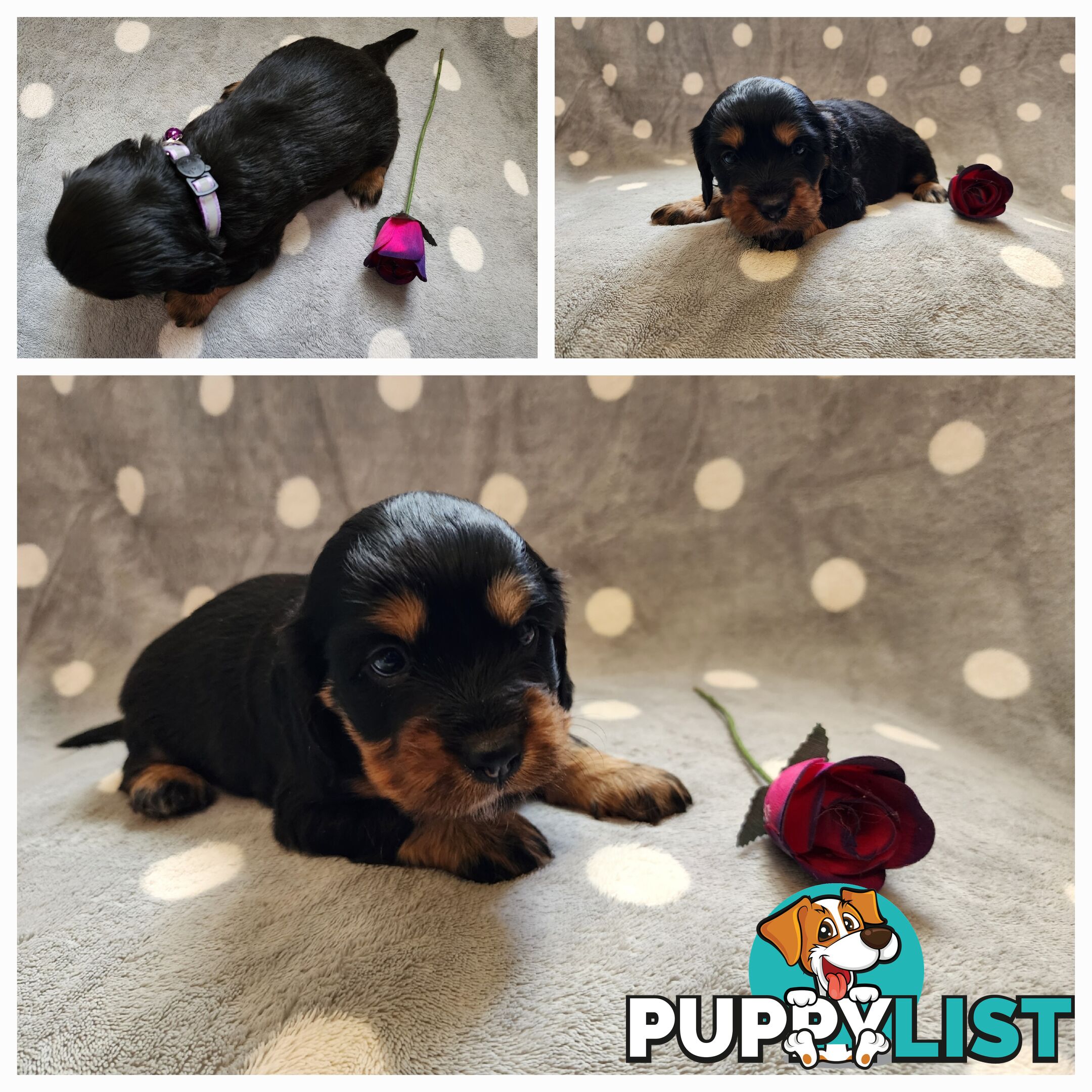 Dachshund X Cavalier puppies