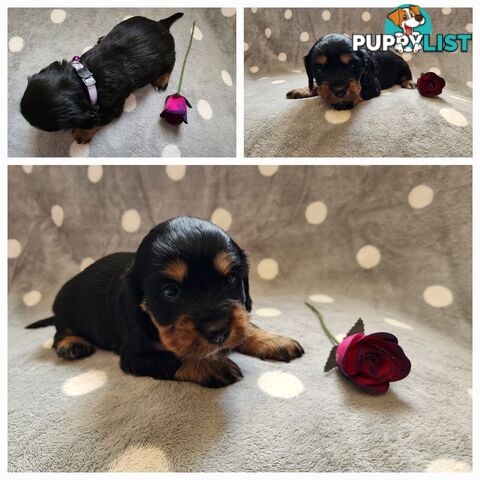 Dachshund X Cavalier puppies