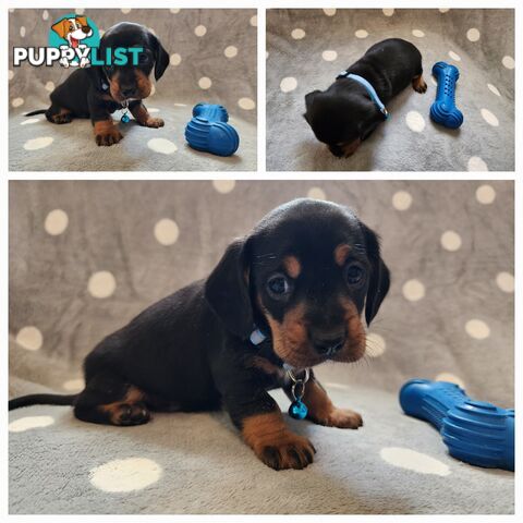 Dachshund X Cavalier puppies