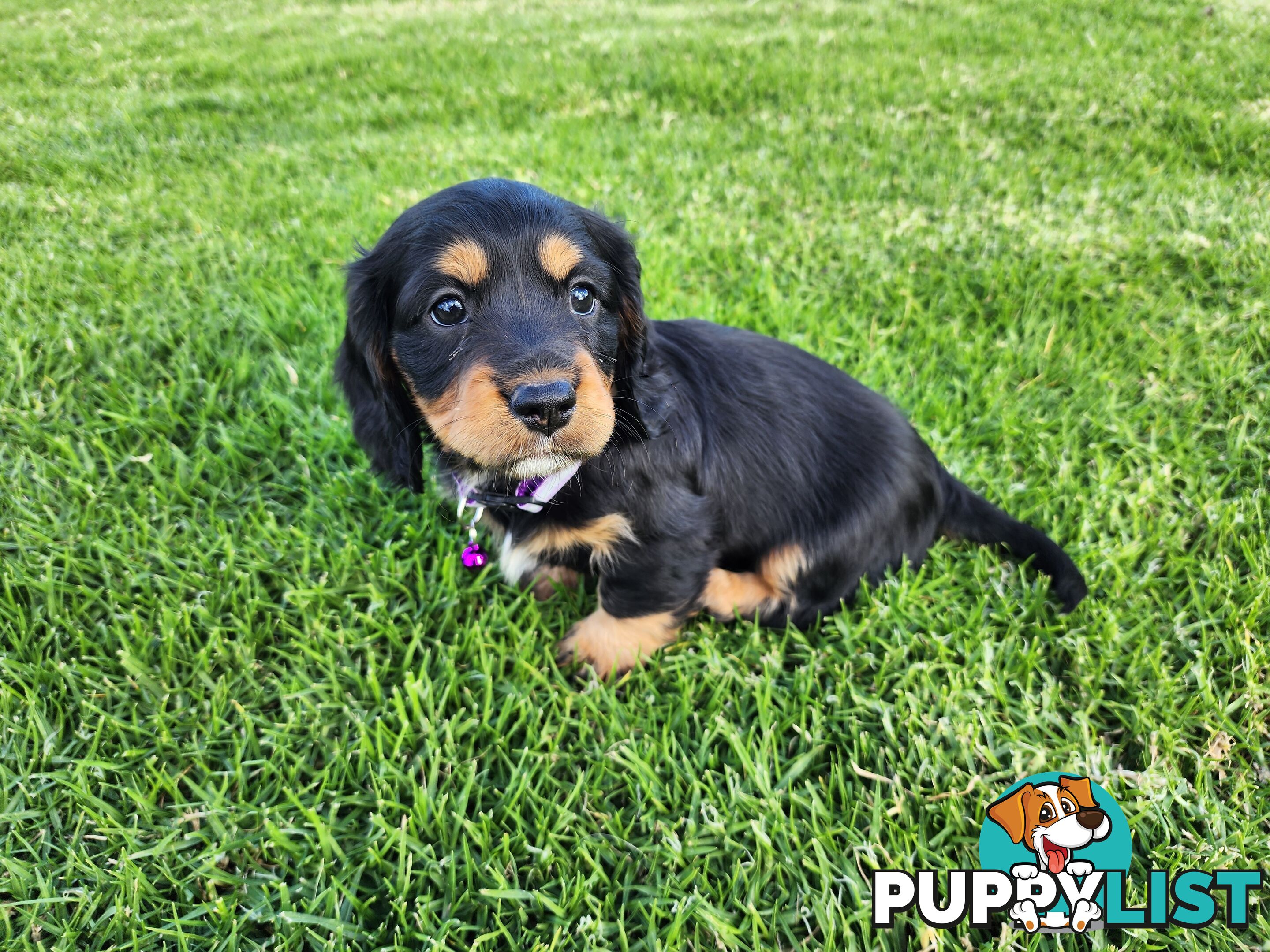 Dachshund X Cavalier puppies