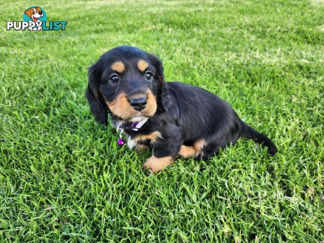 Dachshund X Cavalier puppies
