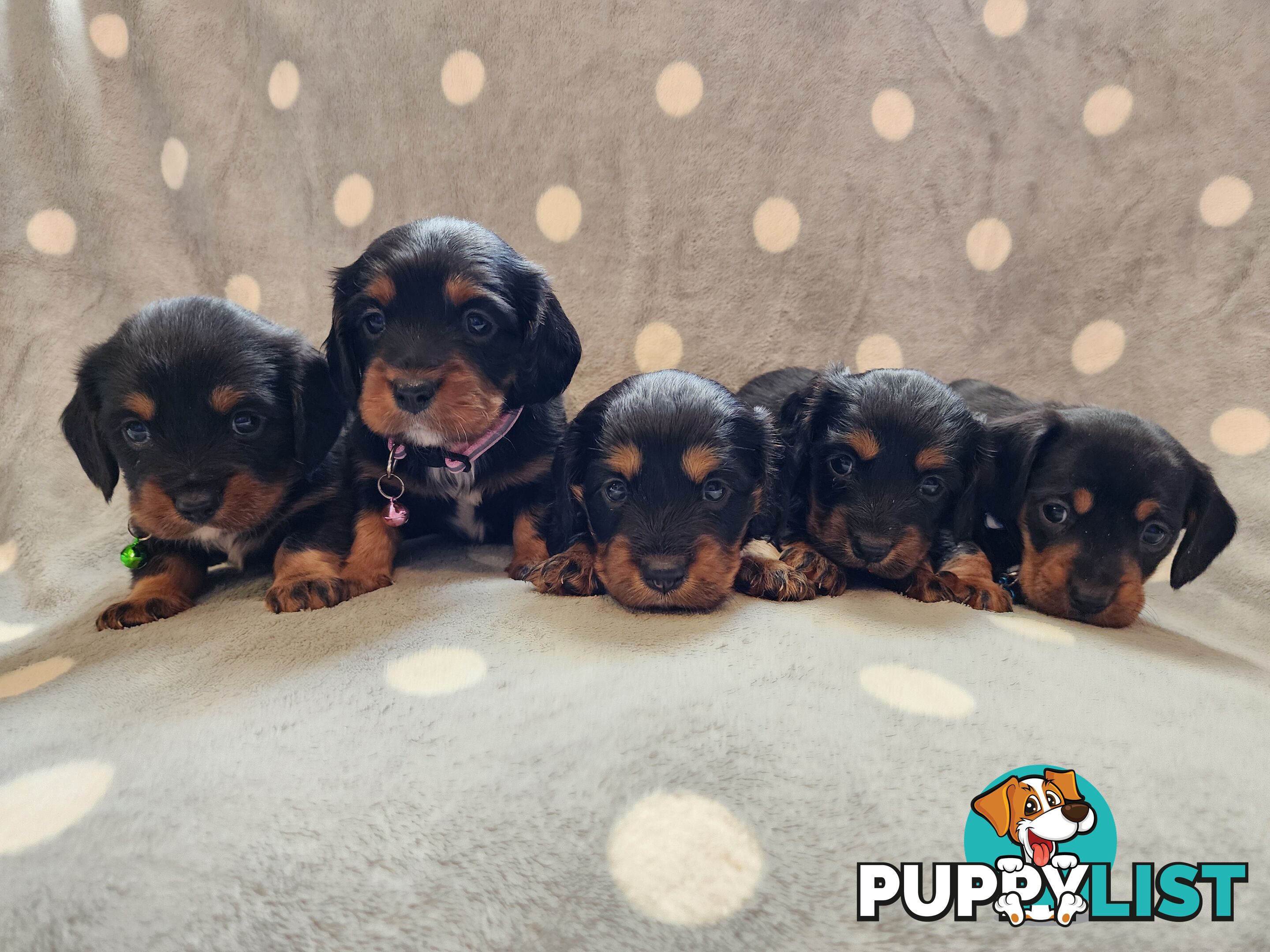 Dachshund X Cavalier puppies