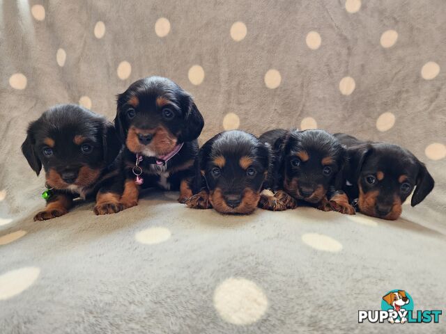Dachshund X Cavalier puppies