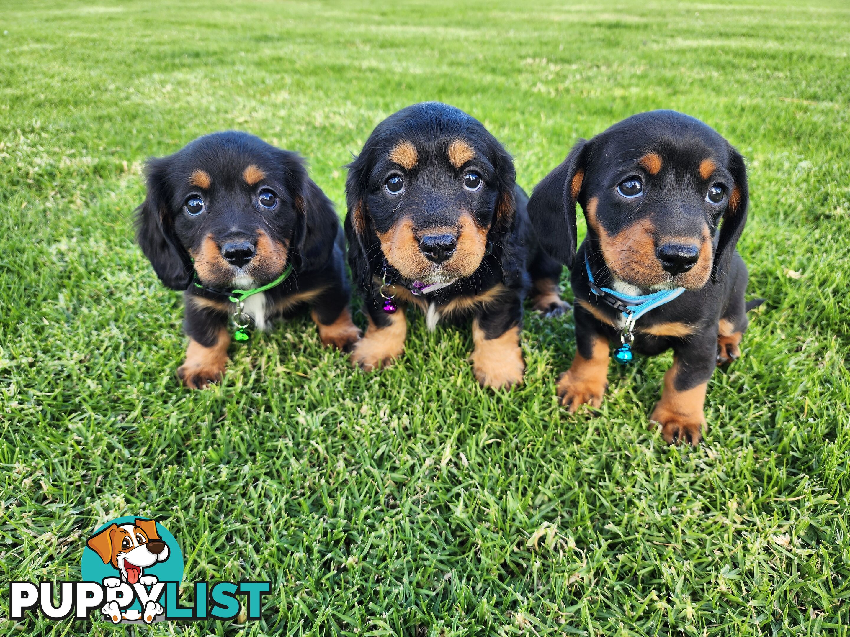 Dachshund X Cavalier puppies