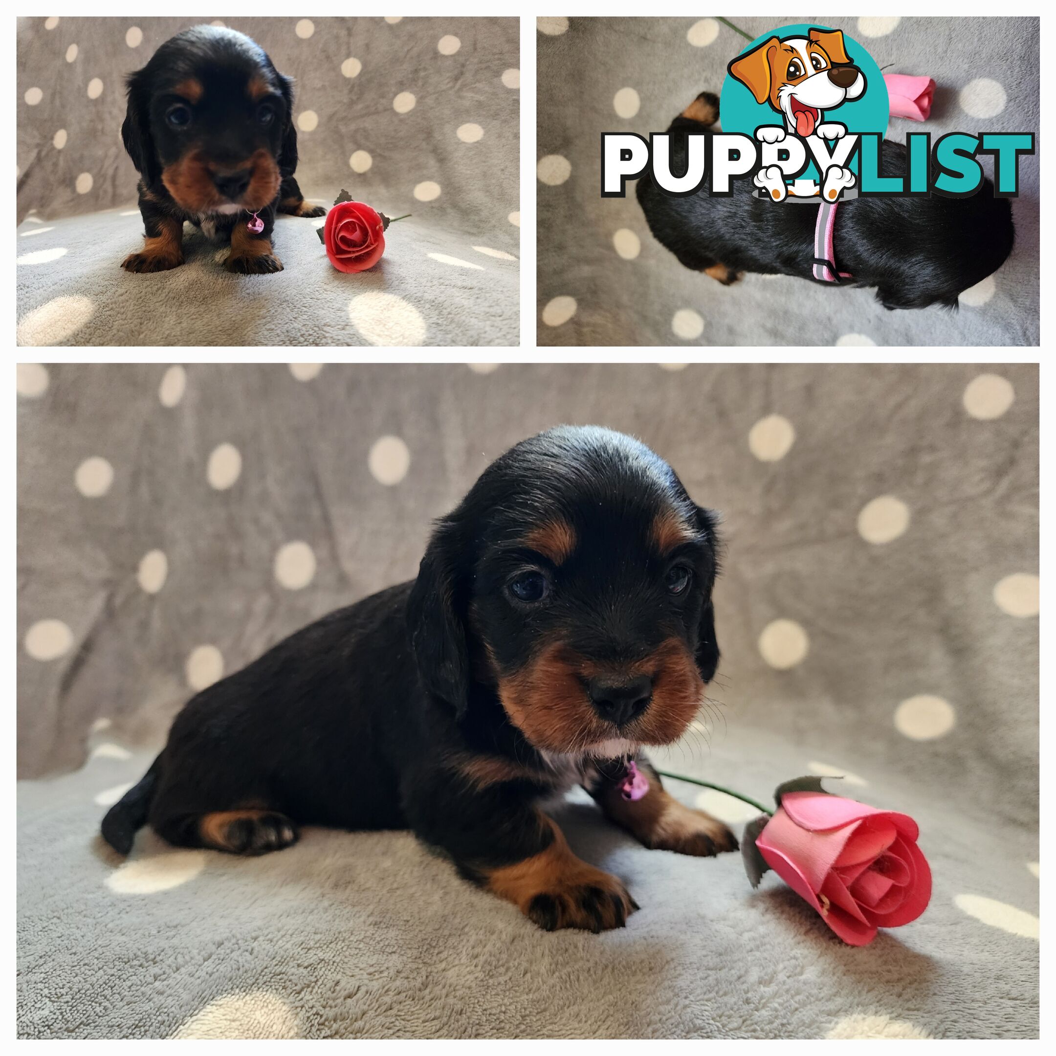 Dachshund X Cavalier puppies