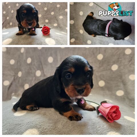 Dachshund X Cavalier puppies