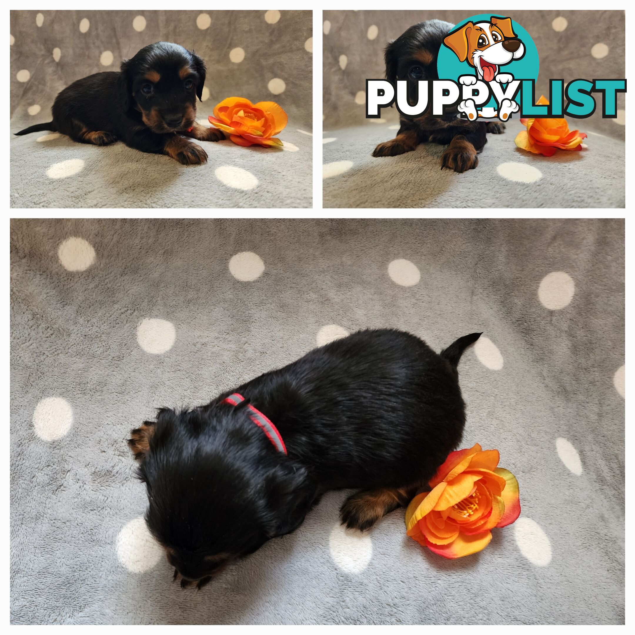 Dachshund X Cavalier puppies