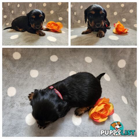 Dachshund X Cavalier puppies