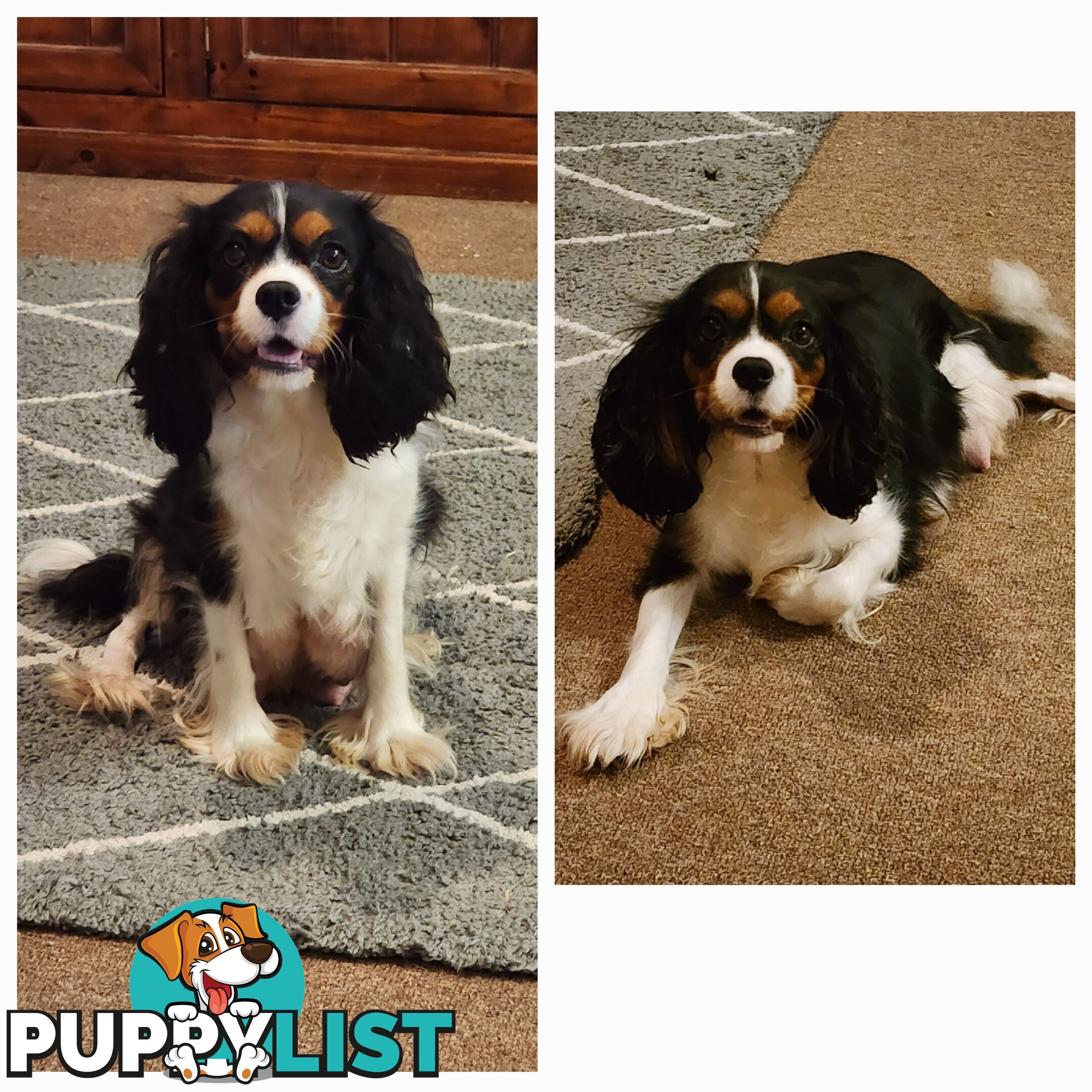 Dachshund X Cavalier puppies