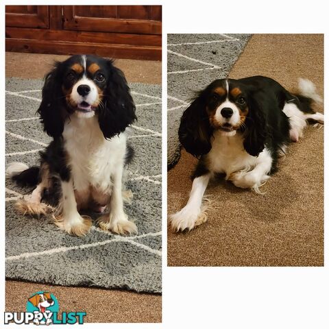Dachshund X Cavalier puppies