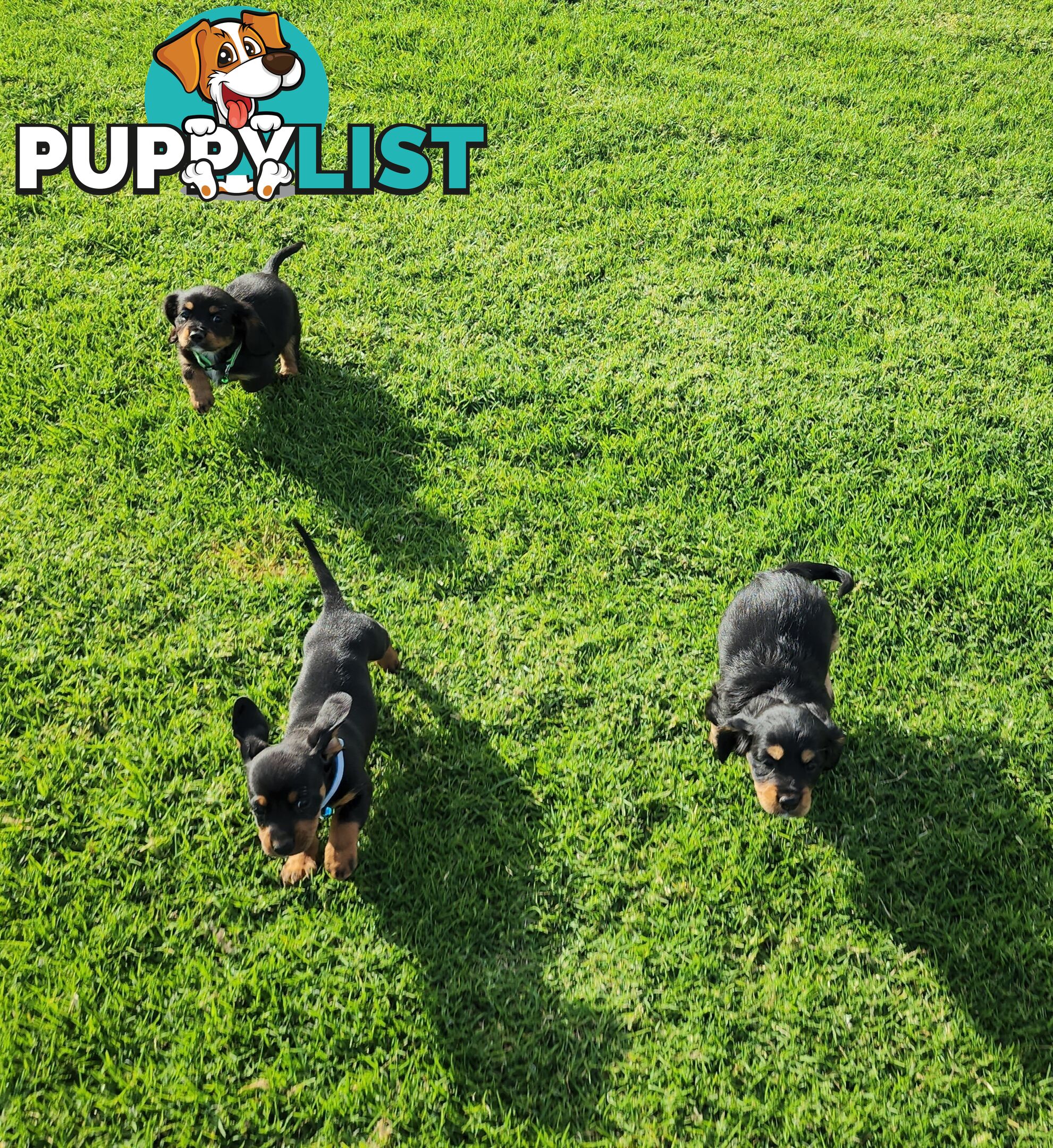 Dachshund X Cavalier puppies