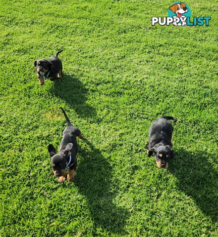 Dachshund X Cavalier puppies