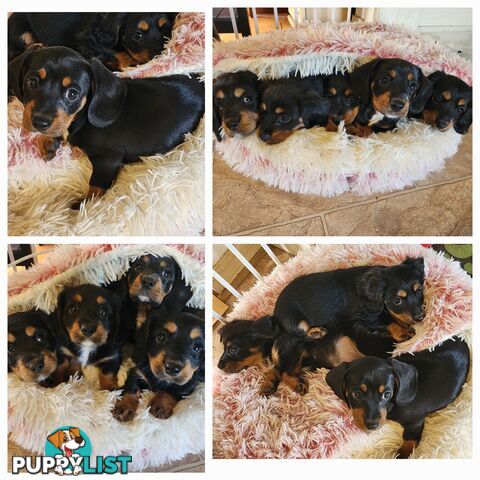 Dachshund X Cavalier puppies
