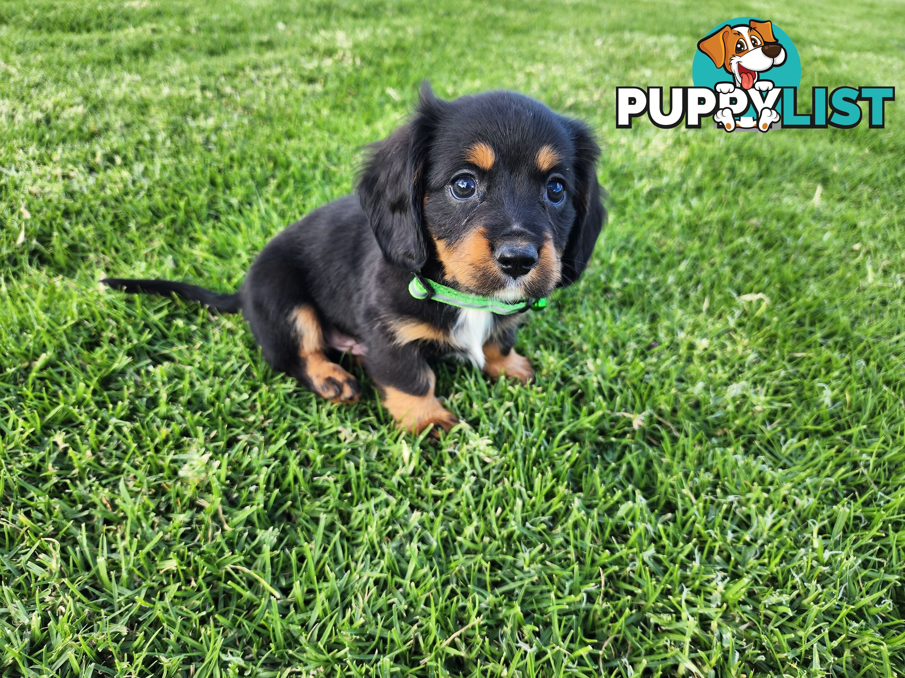 Dachshund X Cavalier puppies