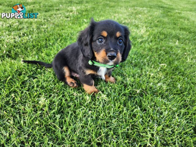Dachshund X Cavalier puppies