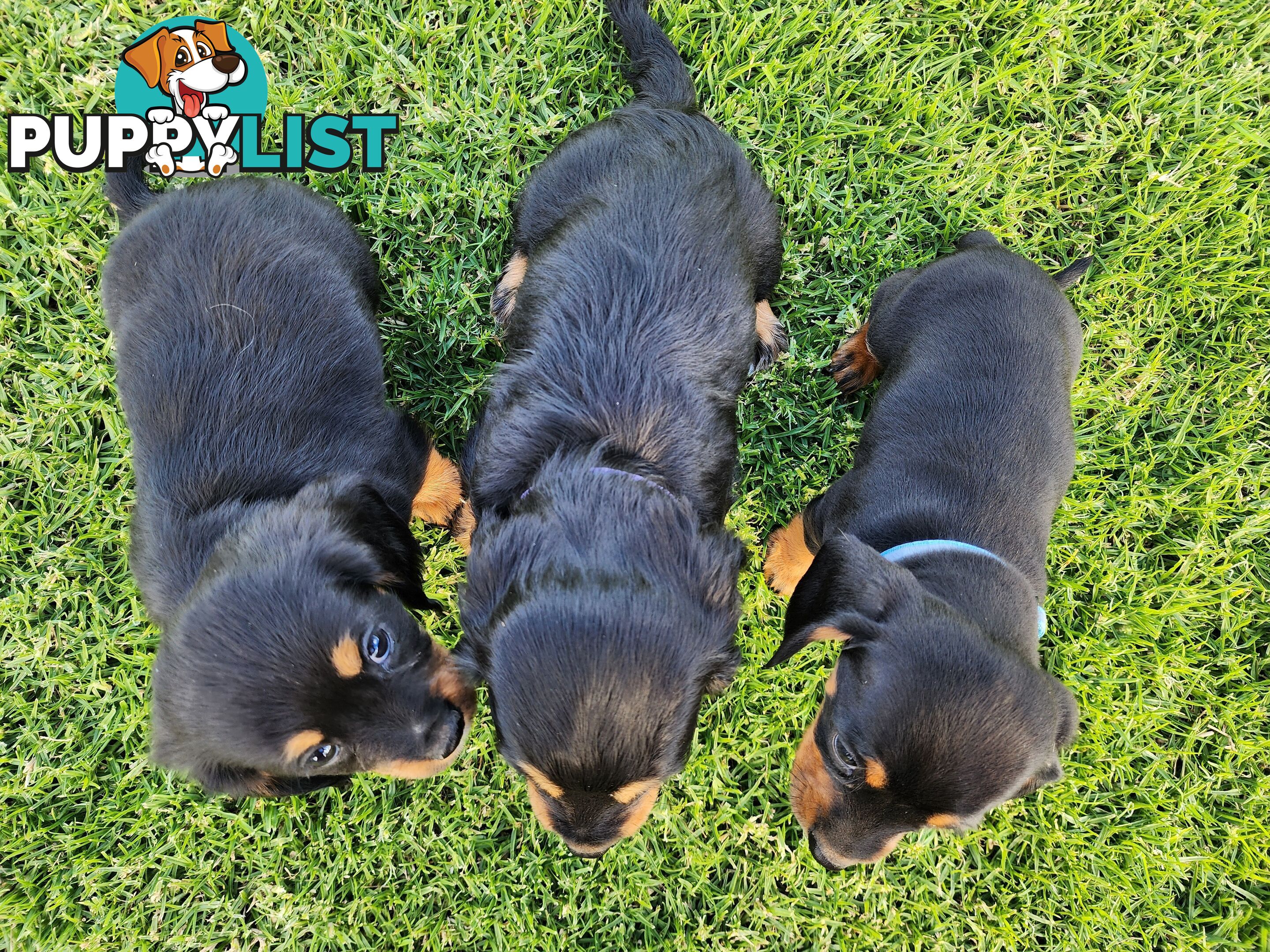 Dachshund X Cavalier puppies