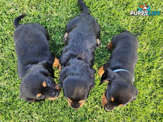 Dachshund X Cavalier puppies