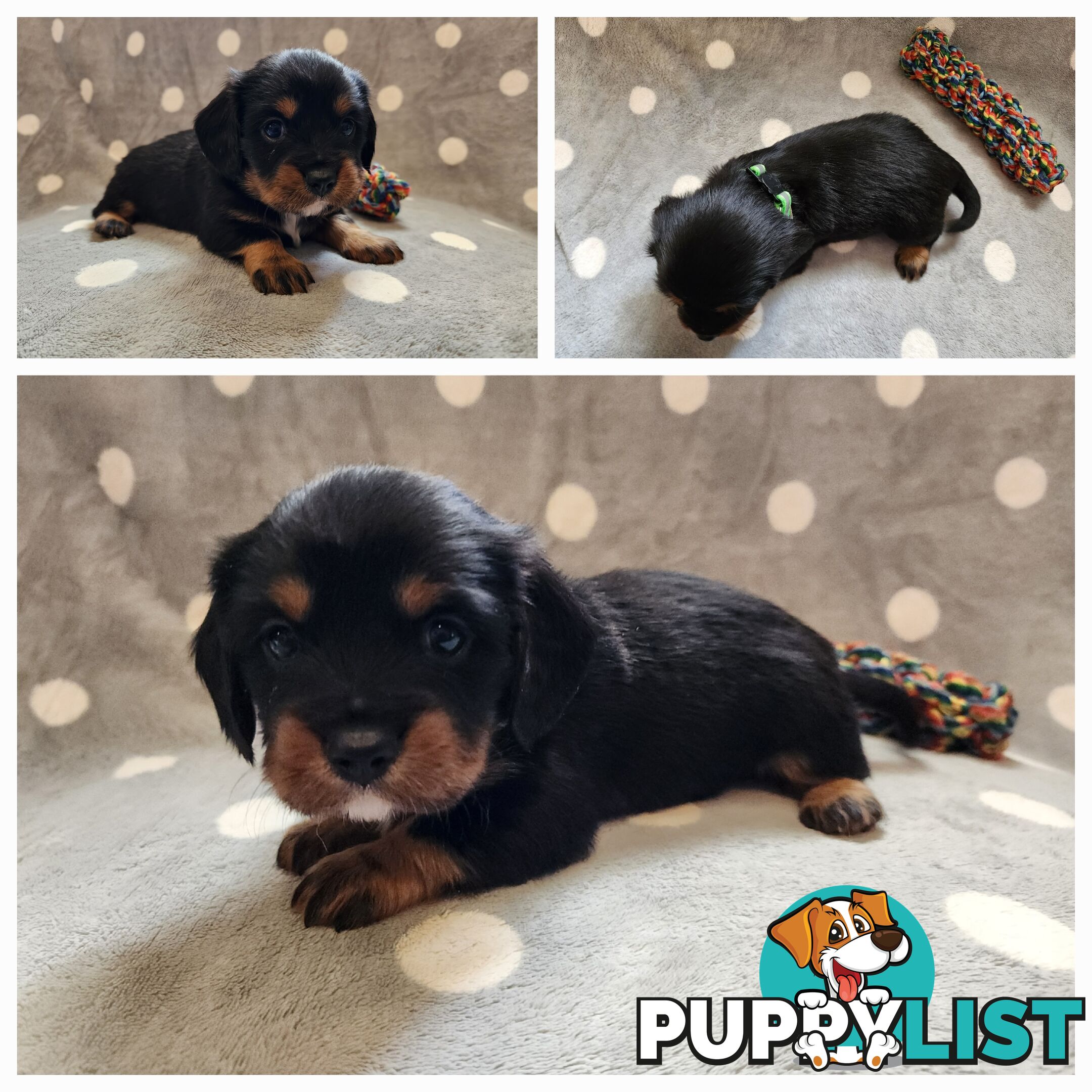 Dachshund X Cavalier puppies