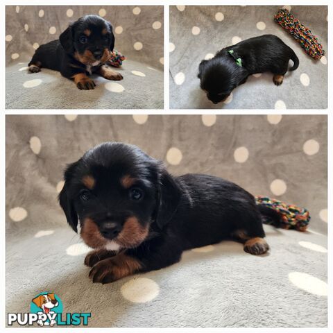 Dachshund X Cavalier puppies