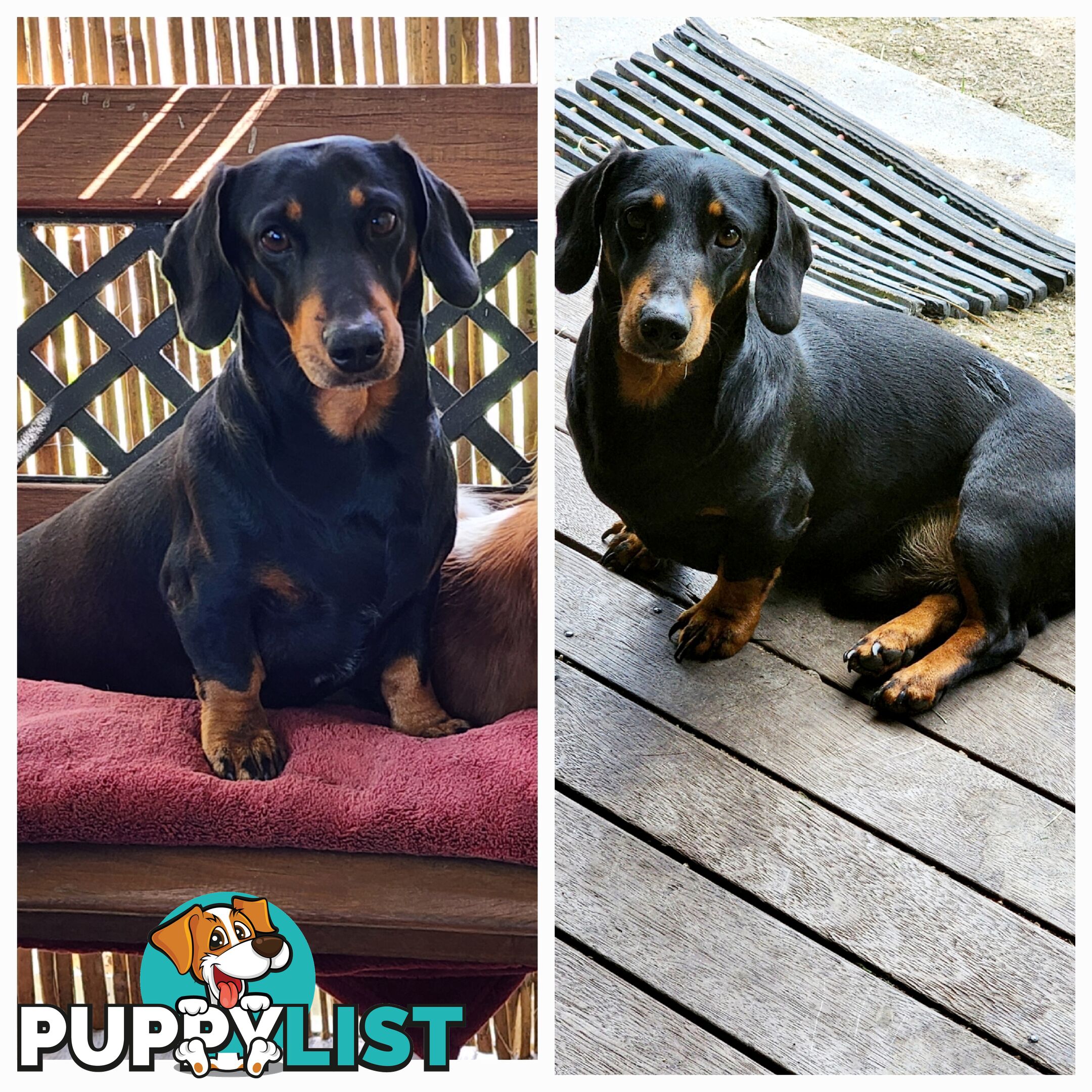 Dachshund X Cavalier puppies