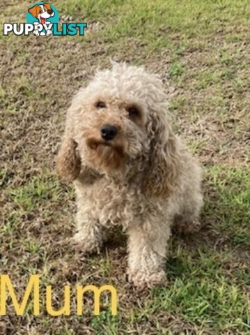 Cavoodle puppies F2