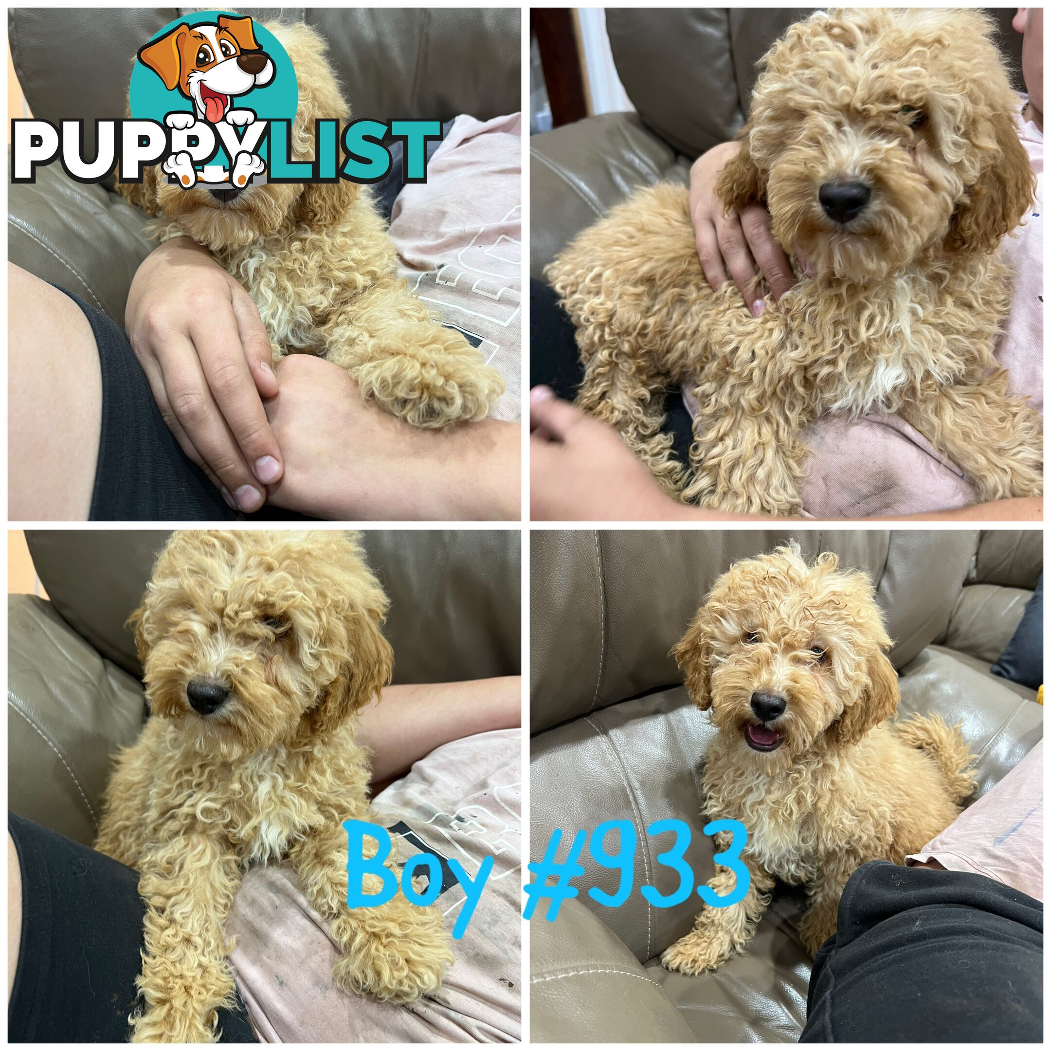 Cavoodle puppies F2