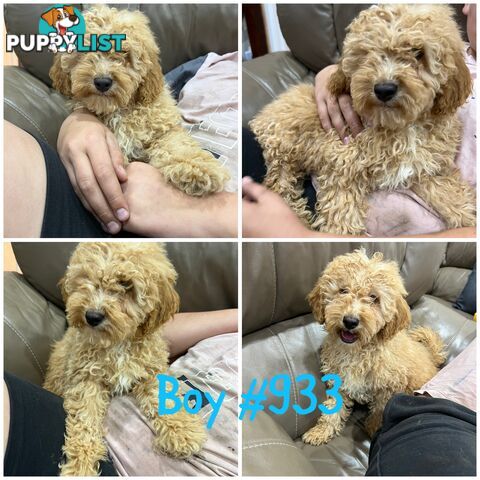 Cavoodle puppies F2