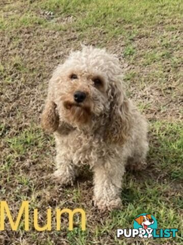 Cavoodle puppies F2