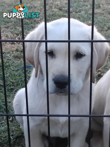 Golden Labrador puppies