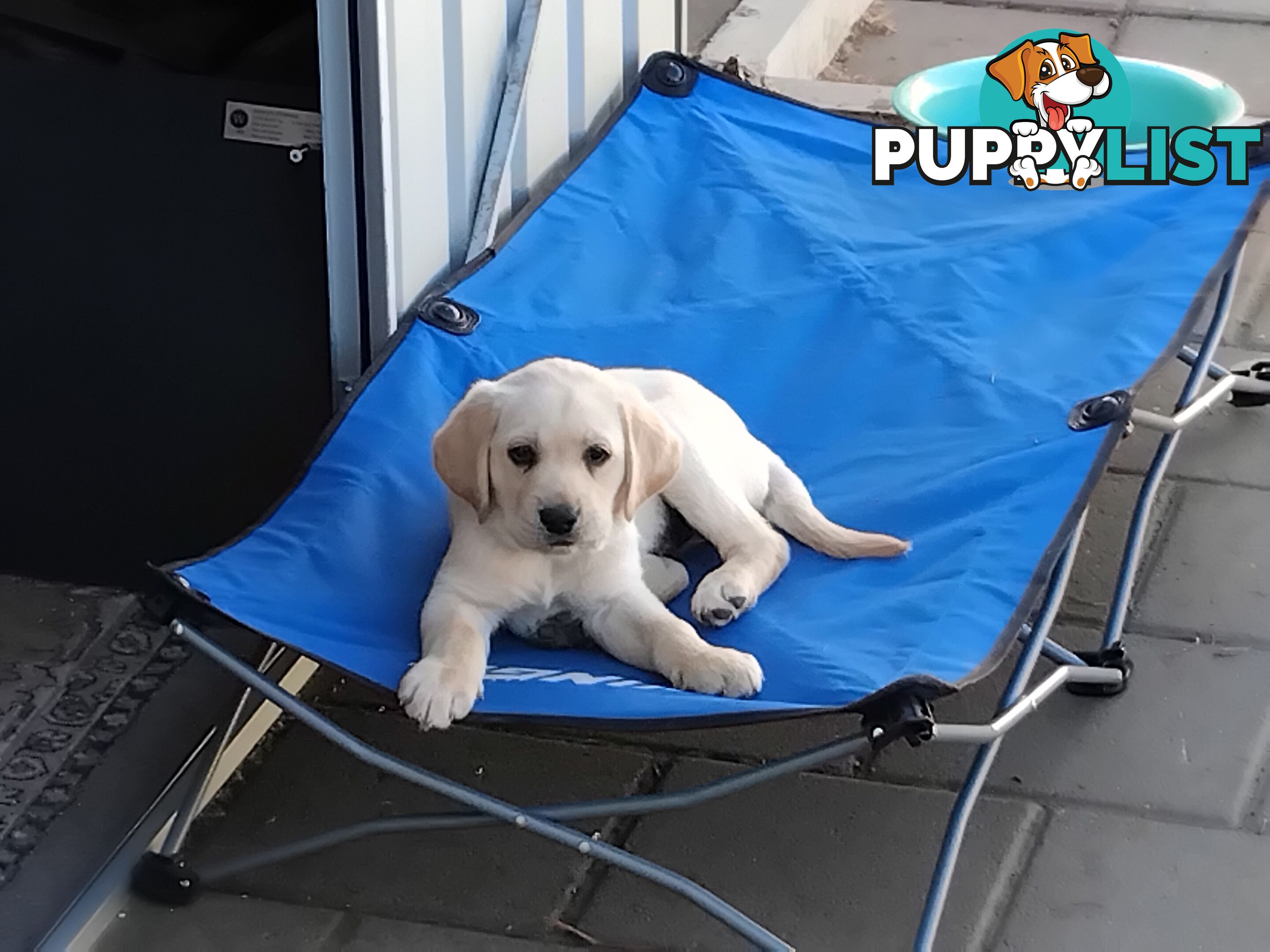 Golden Labrador puppies