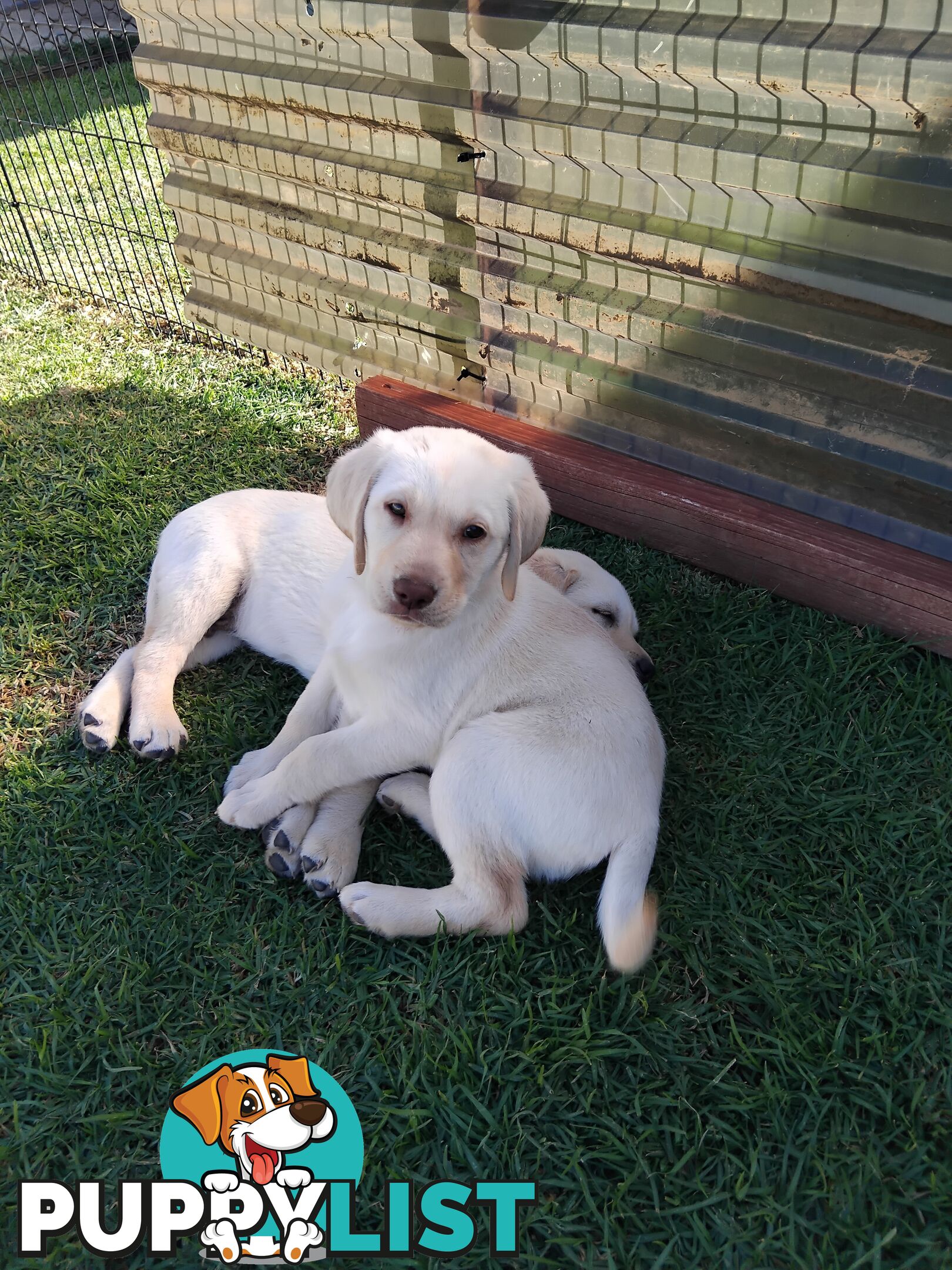 Golden Labrador puppies