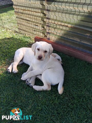 Golden Labrador puppies