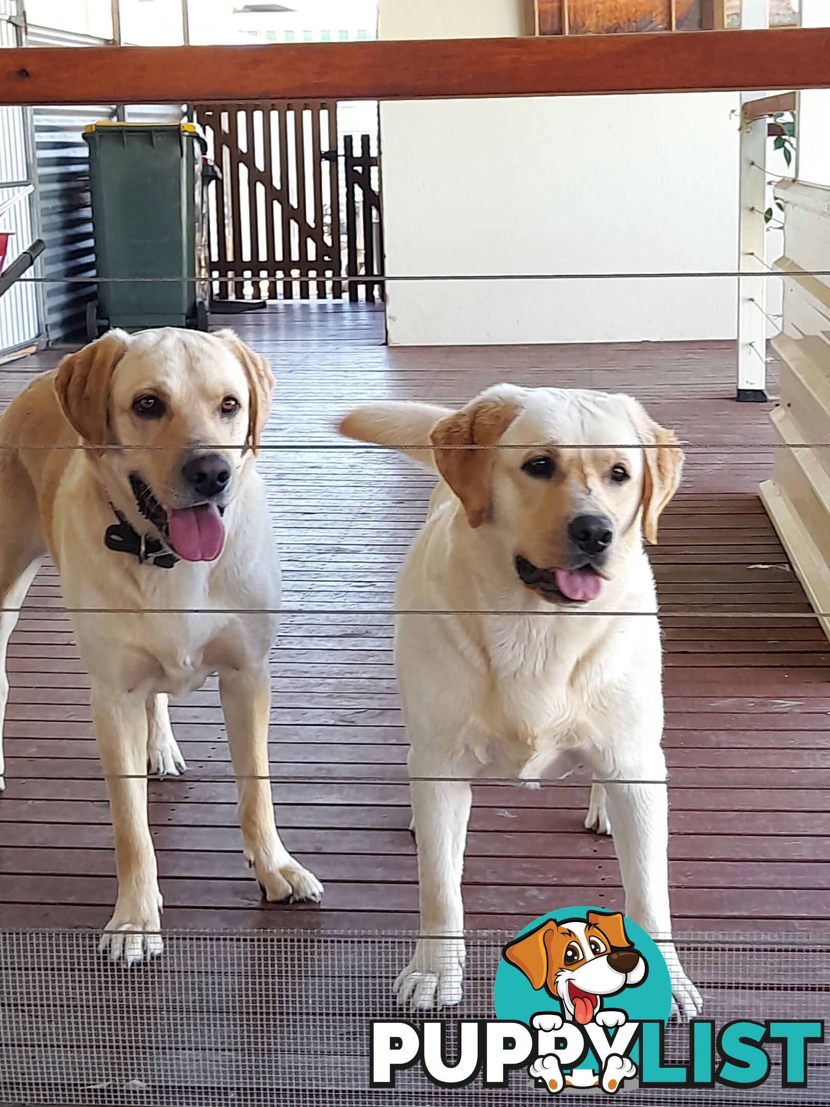 Golden Labrador puppies