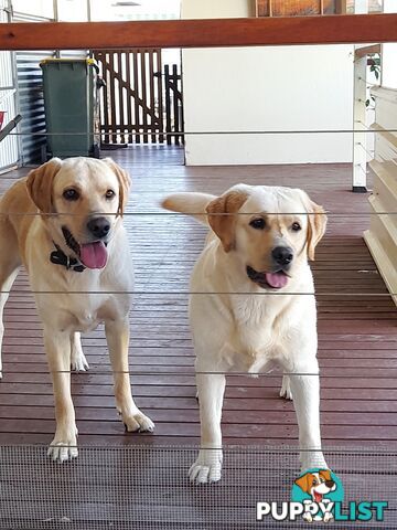 Golden Labrador puppies