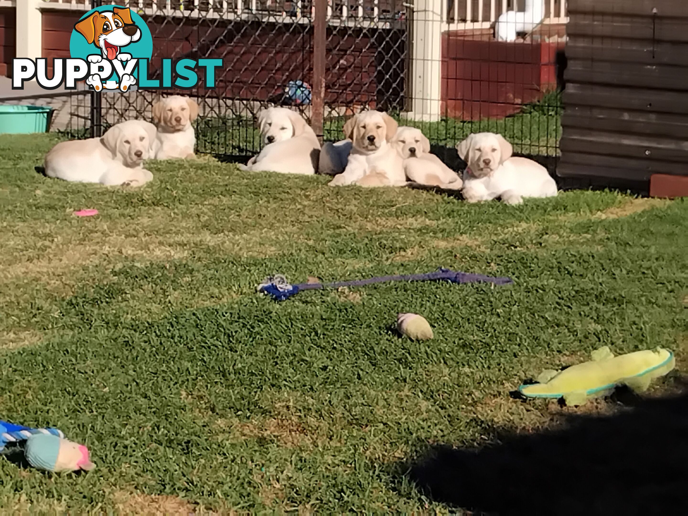 Golden Labrador puppies