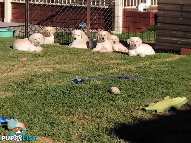 Golden Labrador puppies
