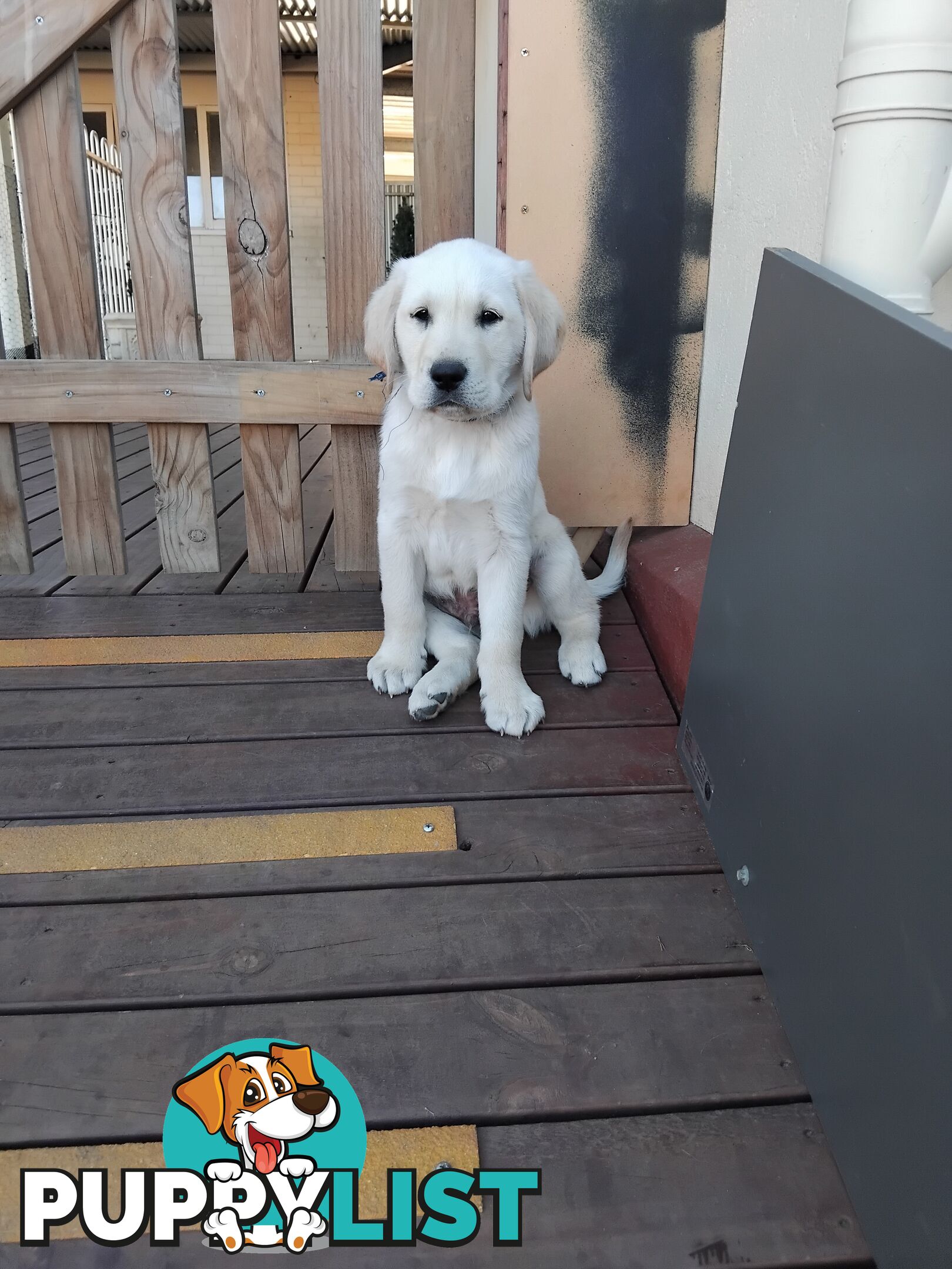 Golden Labrador puppies