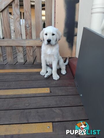 Golden Labrador puppies