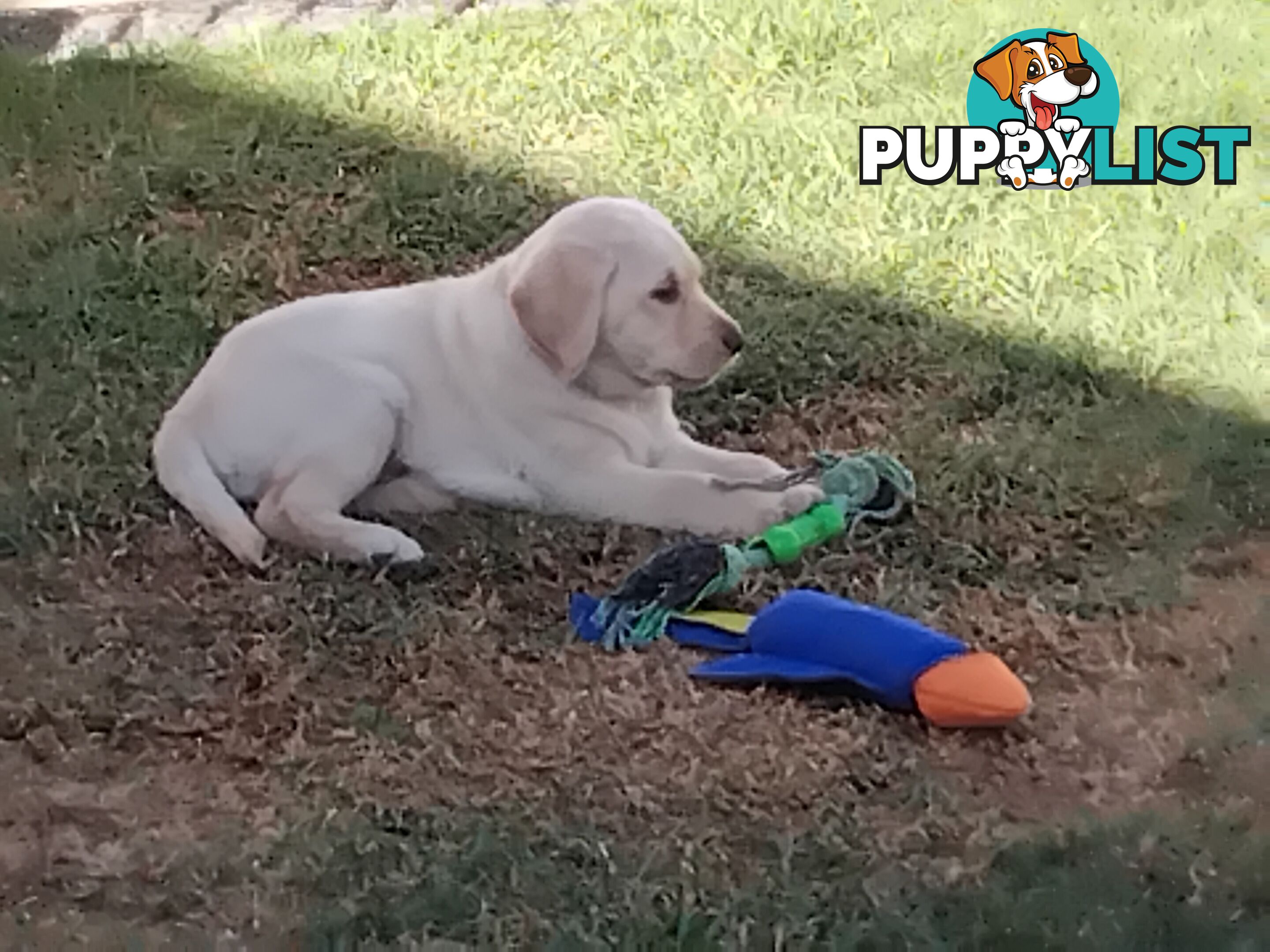 Golden Labrador puppies