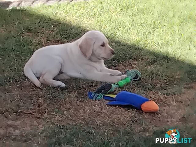 Golden Labrador puppies