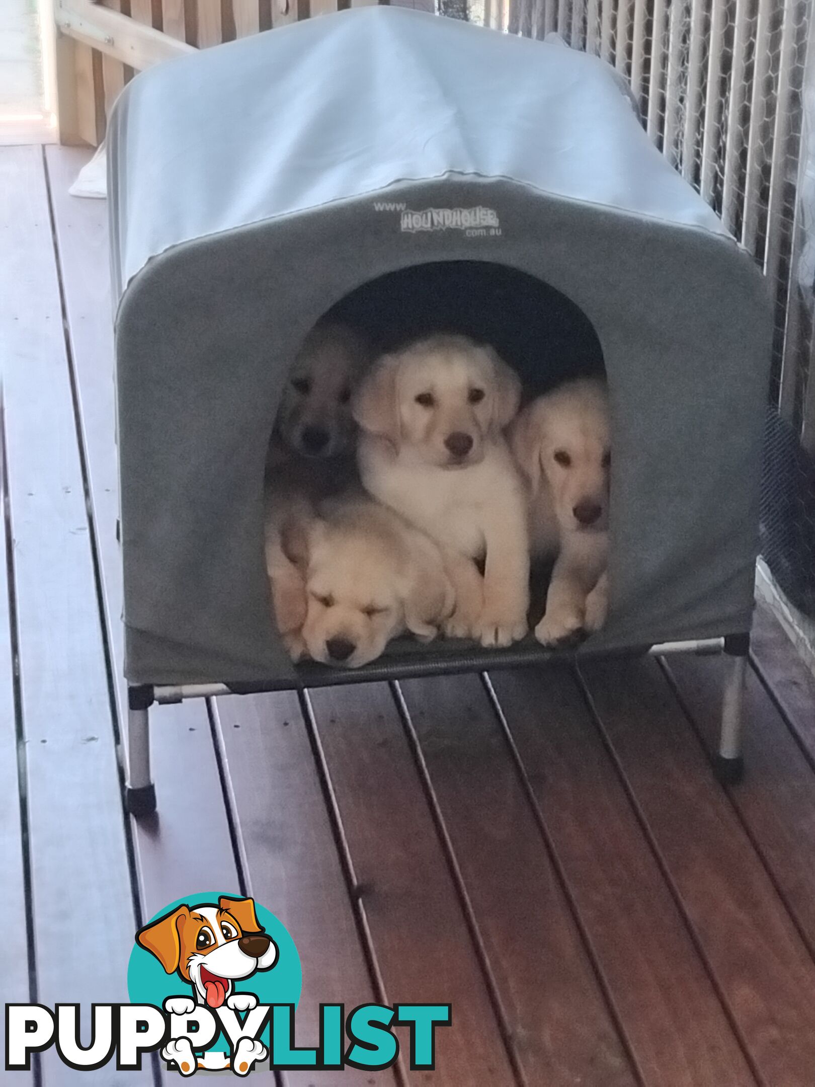 Golden Labrador puppies