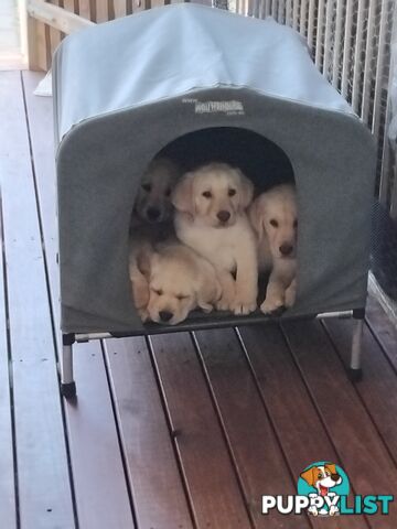 Golden Labrador puppies