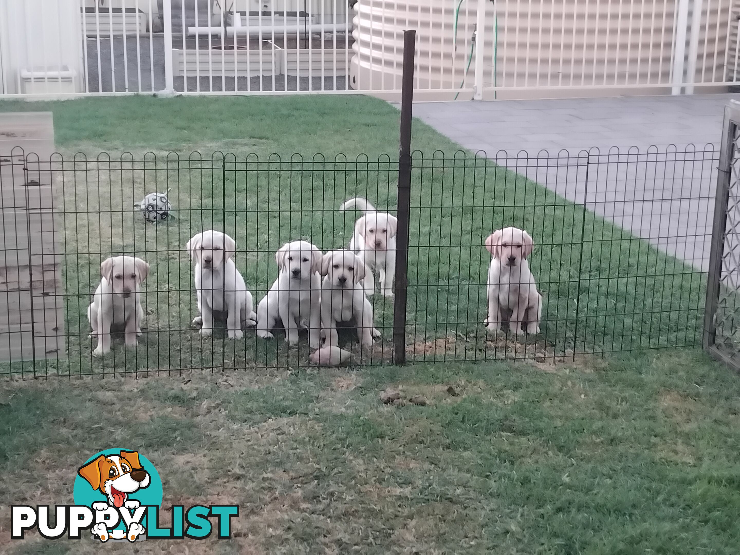 Golden Labrador puppies