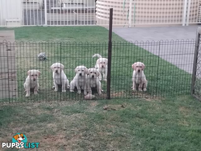 Golden Labrador puppies