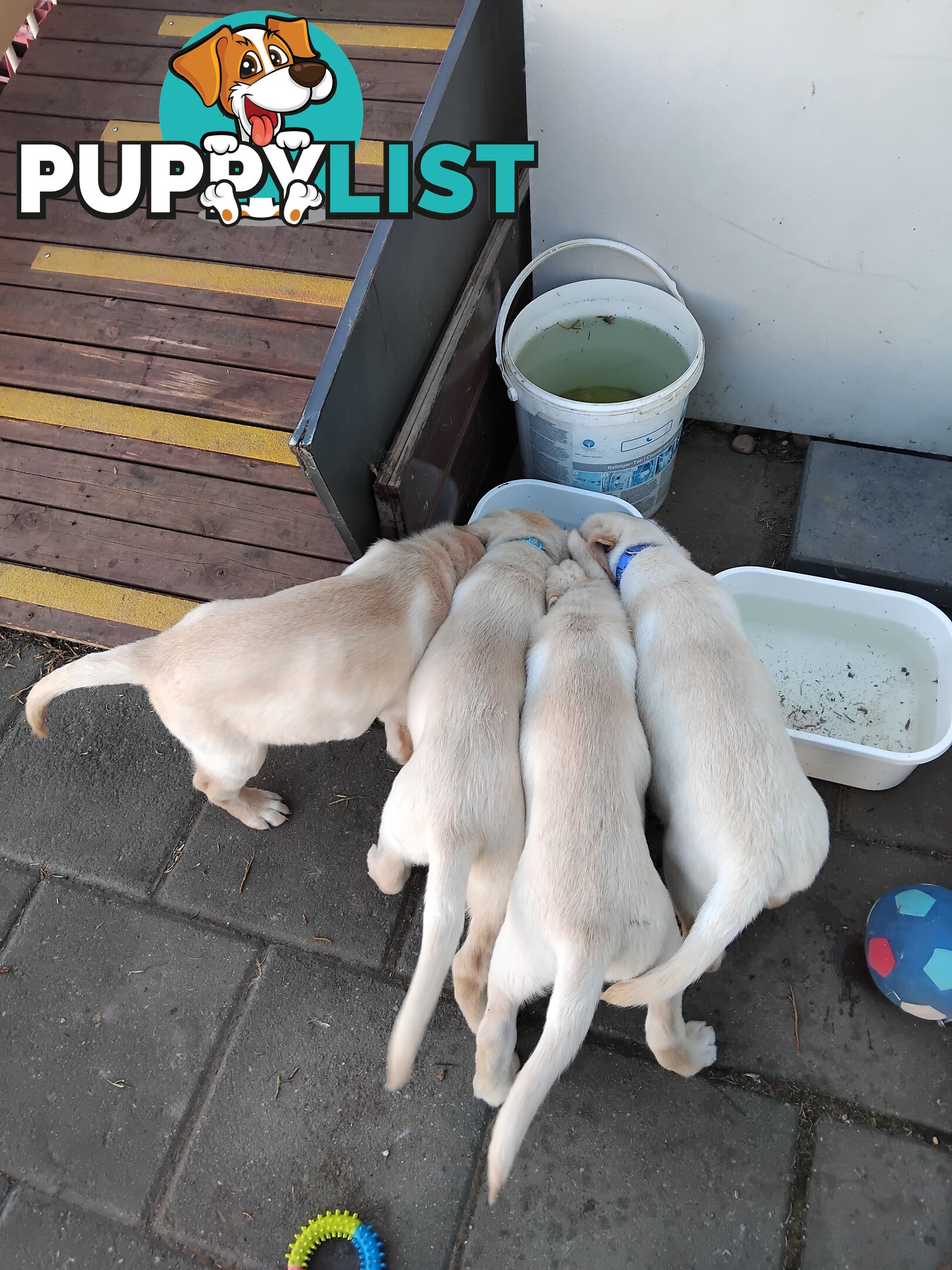 Golden Labrador puppies